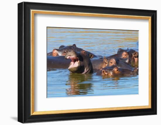 Hippos in the river, Mkhaya Game Reserve, Swaziland-Keren Su-Framed Photographic Print