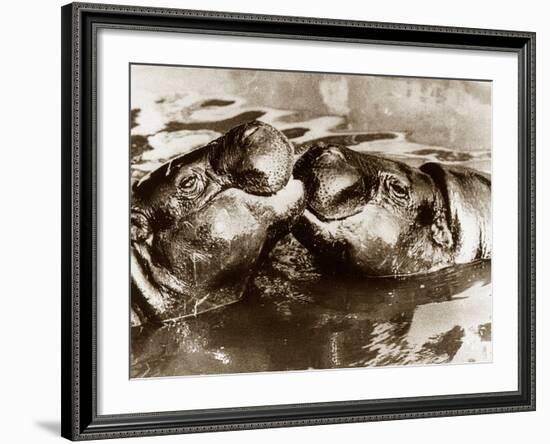 Hippos Kissing, 1965-null-Framed Photographic Print