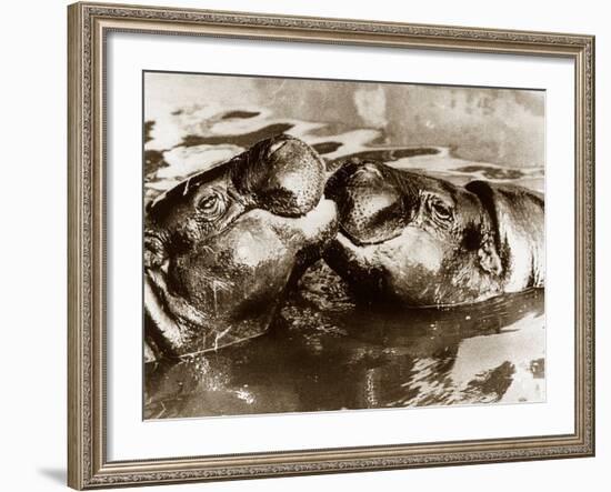 Hippos Kissing, 1965-null-Framed Photographic Print