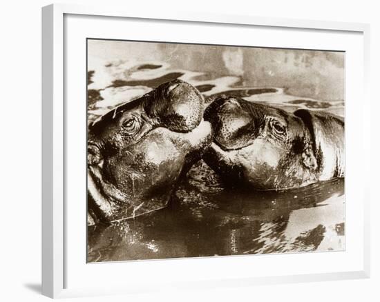 Hippos Kissing, 1965-null-Framed Photographic Print