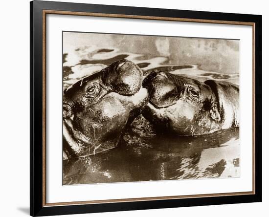 Hippos Kissing, 1965-null-Framed Photographic Print