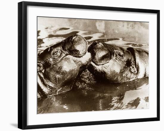Hippos Kissing, 1965-null-Framed Photographic Print