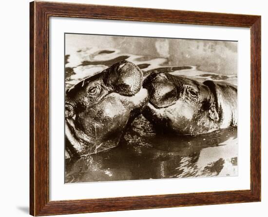 Hippos Kissing, 1965-null-Framed Photographic Print