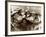 Hippos Kissing, 1965-null-Framed Photographic Print