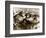 Hippos Kissing, 1965-null-Framed Photographic Print