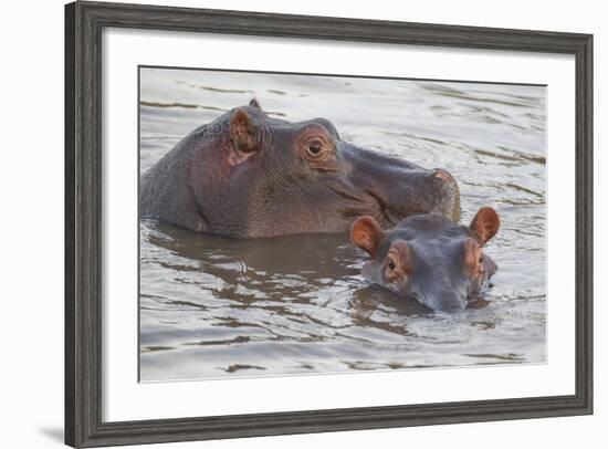 Hippos Swim Beside Each Other, Ngorongoro Conservation Area, Tanzania-James Heupel-Framed Photographic Print