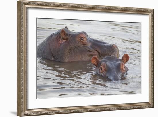 Hippos Swim Beside Each Other, Ngorongoro Conservation Area, Tanzania-James Heupel-Framed Photographic Print