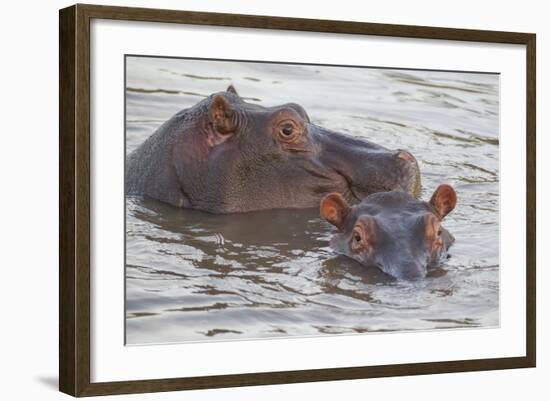 Hippos Swim Beside Each Other, Ngorongoro Conservation Area, Tanzania-James Heupel-Framed Photographic Print