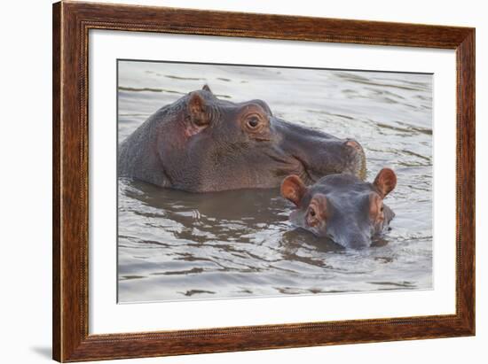 Hippos Swim Beside Each Other, Ngorongoro Conservation Area, Tanzania-James Heupel-Framed Photographic Print