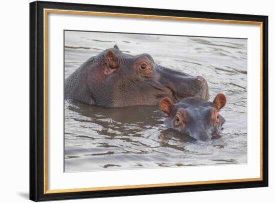 Hippos Swim Beside Each Other, Ngorongoro Conservation Area, Tanzania-James Heupel-Framed Photographic Print