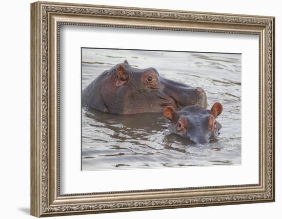 Hippos Swim Beside Each Other, Ngorongoro Conservation Area, Tanzania-James Heupel-Framed Photographic Print