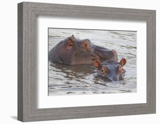 Hippos Swim Beside Each Other, Ngorongoro Conservation Area, Tanzania-James Heupel-Framed Photographic Print