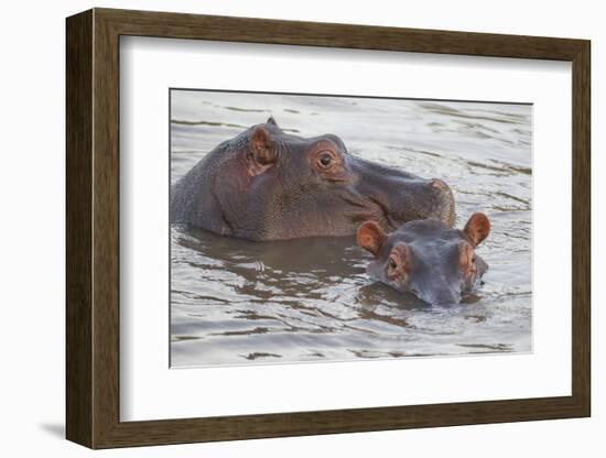 Hippos Swim Beside Each Other, Ngorongoro Conservation Area, Tanzania-James Heupel-Framed Photographic Print