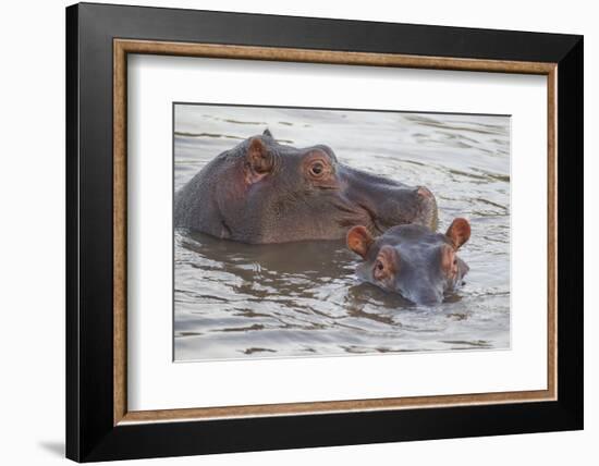 Hippos Swim Beside Each Other, Ngorongoro Conservation Area, Tanzania-James Heupel-Framed Photographic Print