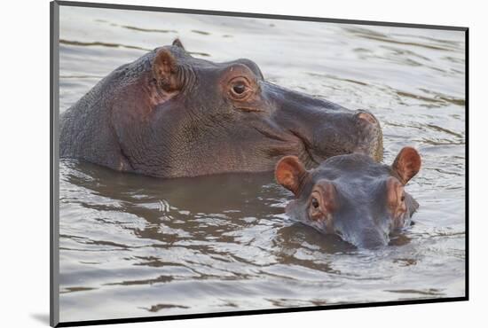 Hippos Swim Beside Each Other, Ngorongoro Conservation Area, Tanzania-James Heupel-Mounted Photographic Print