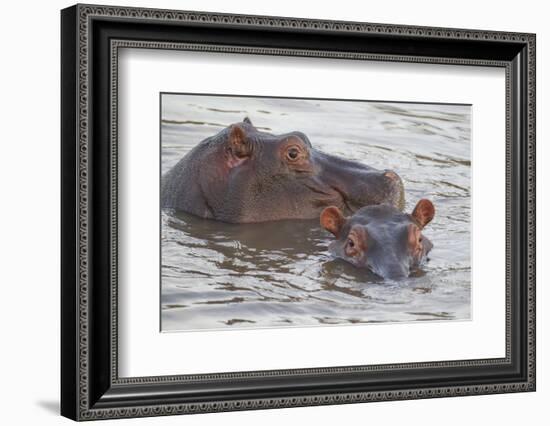 Hippos Swim Beside Each Other, Ngorongoro Conservation Area, Tanzania-James Heupel-Framed Photographic Print