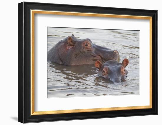 Hippos Swim Beside Each Other, Ngorongoro Conservation Area, Tanzania-James Heupel-Framed Photographic Print