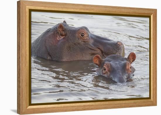 Hippos Swim Beside Each Other, Ngorongoro Conservation Area, Tanzania-James Heupel-Framed Premier Image Canvas