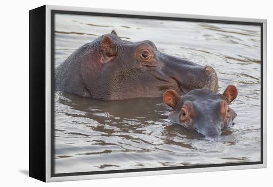 Hippos Swim Beside Each Other, Ngorongoro Conservation Area, Tanzania-James Heupel-Framed Premier Image Canvas