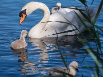 Mute Swan and Young Family-hipproductions-Photographic Print