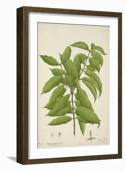 Hiptage Benghalensis Kurz, 1800-10-null-Framed Giclee Print