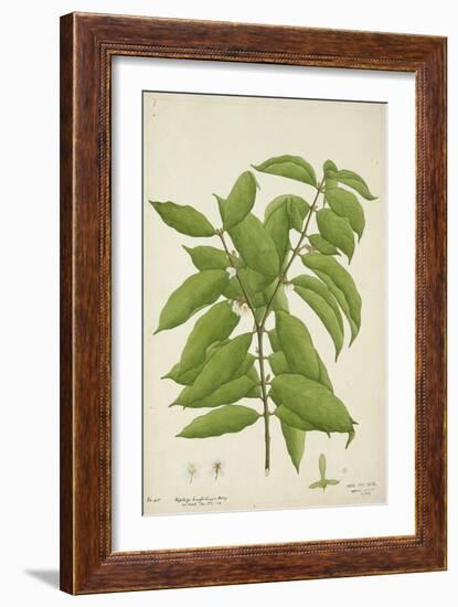 Hiptage Benghalensis Kurz, 1800-10-null-Framed Giclee Print