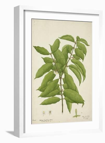 Hiptage Benghalensis Kurz, 1800-10-null-Framed Giclee Print