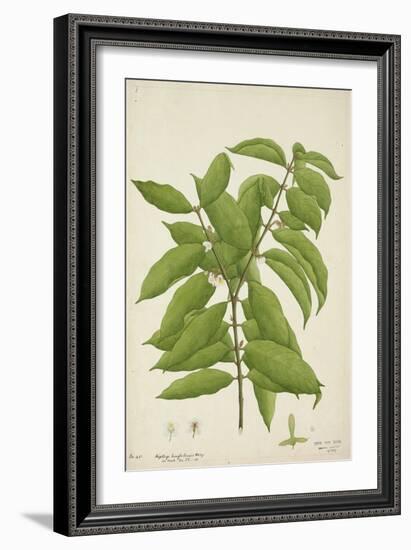 Hiptage Benghalensis Kurz, 1800-10-null-Framed Giclee Print