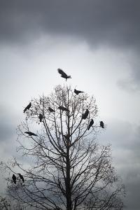 Beautiful Crows artwork for sale, Posters and Prints | Art.com