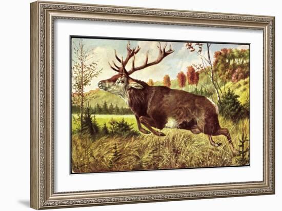 Hirsch, Springender Hirsch Am Wald, Tannenbäumchen-null-Framed Giclee Print