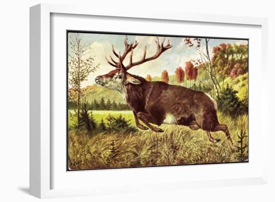 Hirsch, Springender Hirsch Am Wald, Tannenbäumchen-null-Framed Giclee Print