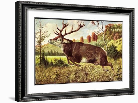 Hirsch, Springender Hirsch Am Wald, Tannenbäumchen-null-Framed Giclee Print