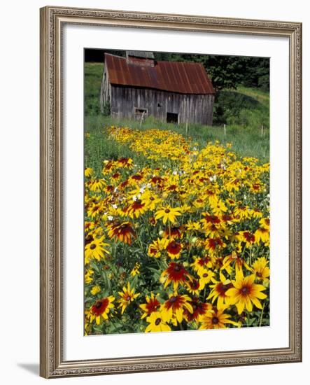 Hirta Daisy and Barn, Waits River, Vermont, USA-Darrell Gulin-Framed Photographic Print