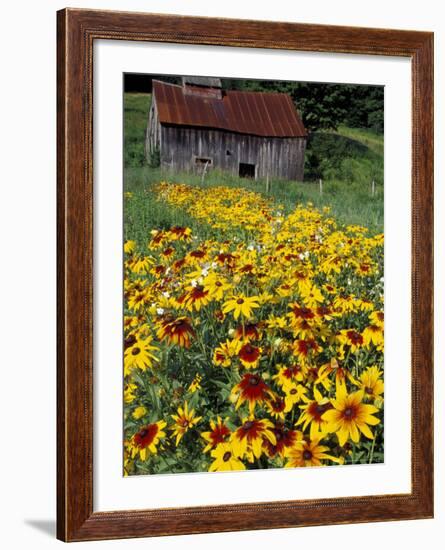 Hirta Daisy and Barn, Waits River, Vermont, USA-Darrell Gulin-Framed Photographic Print