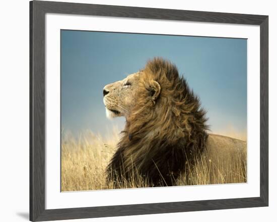 His Majesty-null-Framed Art Print