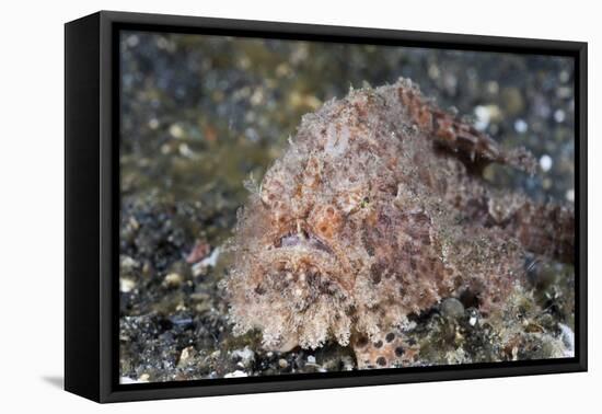 Hispid Frogfish (Antennarius Hispidus)-Reinhard Dirscherl-Framed Premier Image Canvas