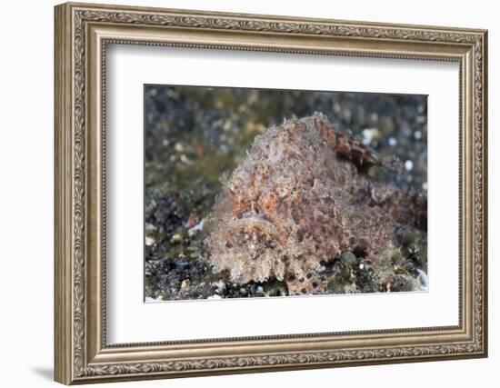 Hispid Frogfish (Antennarius Hispidus)-Reinhard Dirscherl-Framed Photographic Print