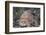 Hispid Frogfish (Antennarius Hispidus)-Reinhard Dirscherl-Framed Photographic Print