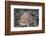 Hispid Frogfish (Antennarius Hispidus)-Reinhard Dirscherl-Framed Photographic Print