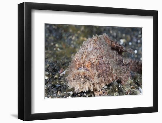 Hispid Frogfish (Antennarius Hispidus)-Reinhard Dirscherl-Framed Photographic Print