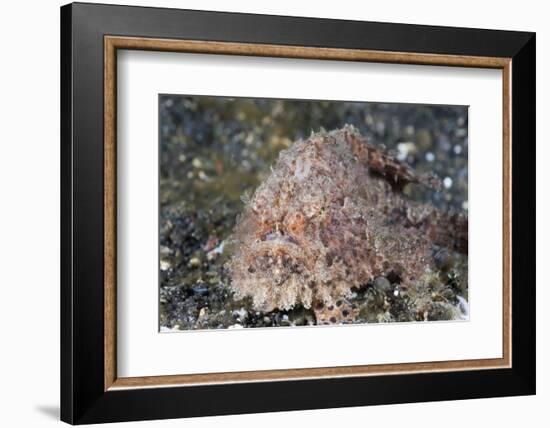 Hispid Frogfish (Antennarius Hispidus)-Reinhard Dirscherl-Framed Photographic Print