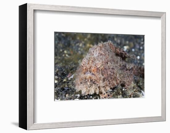 Hispid Frogfish (Antennarius Hispidus)-Reinhard Dirscherl-Framed Photographic Print