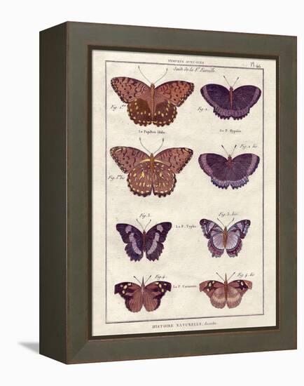 Histoire Naturelle 1-Terrence Wesley-Framed Stretched Canvas