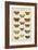 Histoire Naturelle Butterflies I-null-Framed Art Print