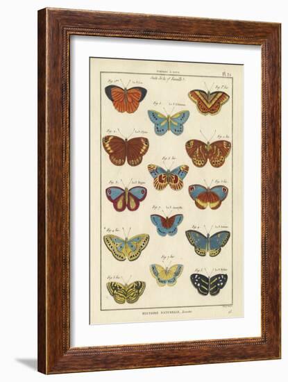 Histoire Naturelle Butterflies I-null-Framed Art Print