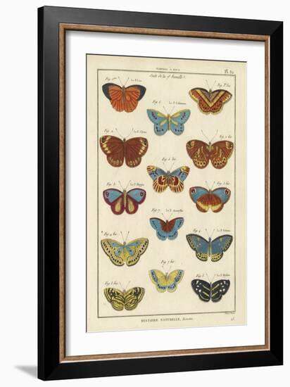 Histoire Naturelle Butterflies I-null-Framed Art Print