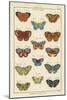 Histoire Naturelle Butterflies I-null-Mounted Art Print