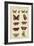 Histoire Naturelle Butterflies IV-null-Framed Art Print