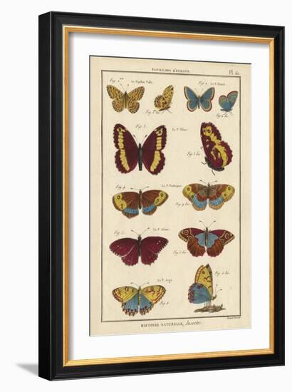 Histoire Naturelle Butterflies IV-null-Framed Art Print