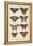 Histoire Naturelle Butterflies VI-null-Framed Stretched Canvas